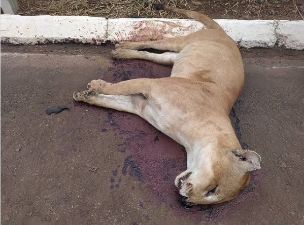  Ao tentar cruzar a BR-262, mais uma on&ccedil;a-parda morre atropelada 