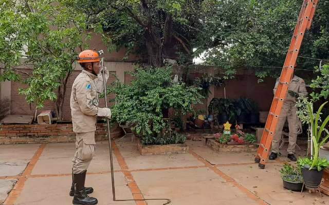 Quati &lsquo;d&aacute; baile&rsquo; em resgate e consegue fugir pulando de casa em casa