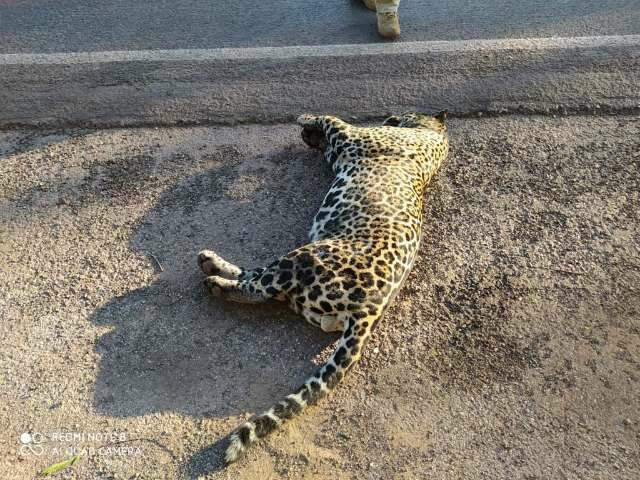 Com cinco animais atropelados por dia em MS, entidade pede ajuda a caminhoneiros