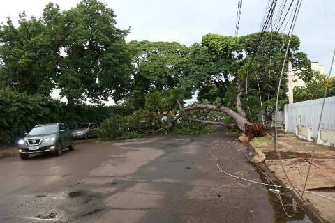 Árvore de 4 metros cai, derruba energia e congestiona trânsito no Amambai