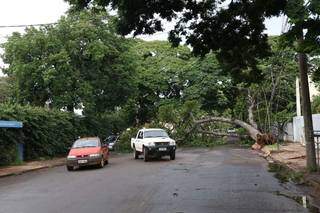 Árvore de grande porte caí sobre a rede elétrica na Avenida Joaquim Dornelas no Bairro Amambaí. (Foto: Paulo Francis)