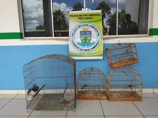 Animais resgatados pela polícia eram amntidos em gaiolas. (Foto: PMA) 