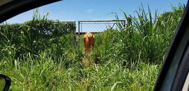 Moradora denuncia abandono de cavalo em terreno baldio na Vila Planalto