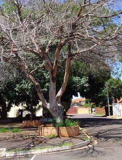 Árvore seca na Praça Santa Isabel, no Bairro Arnaldo Estevão de Figueiredo (Foto: Direito das Ruas)