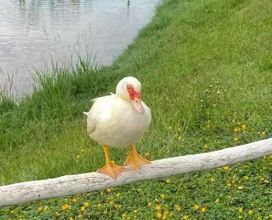 Ap&oacute;s mortes de patos, prefeitura investiga poss&iacute;vel envenenamento