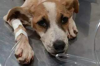 Cãozinho para por reabilitação após maus-tratos. (Foto: Divulgação)