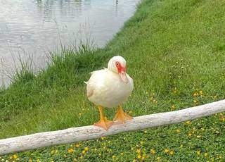 Pato registrado no lago na última semana(Foto: A Gazeta News)
