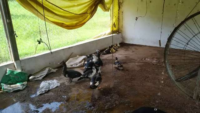 Ap&oacute;s mortes, patos s&atilde;o retirados de lago e &aacute;gua ser&aacute; analisada pela prefeitura