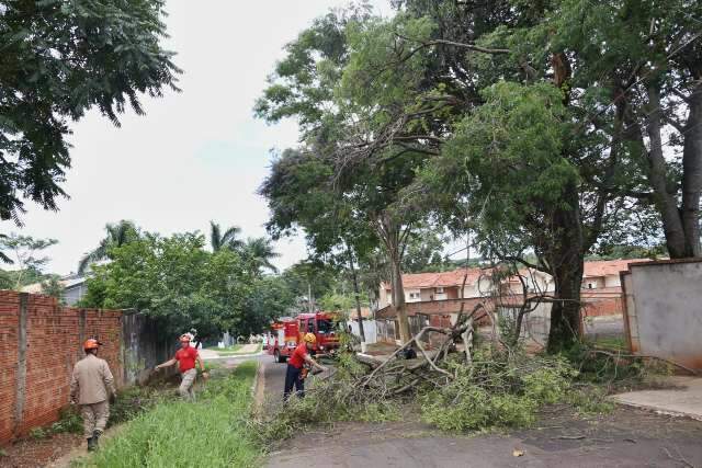 Galho de &aacute;rvore cai e obstrui rua no Vivendas do Bosque 