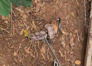 Cobra ataca galinha em residência. (Foto: Divulgação PMA)