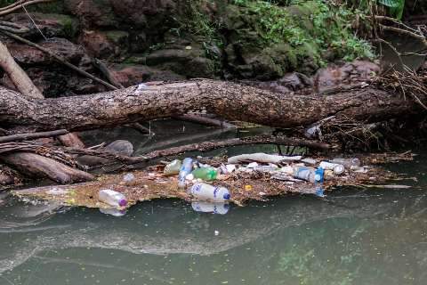 Natureza divide espaço com lixo às margens de córrego na Nelly Martins