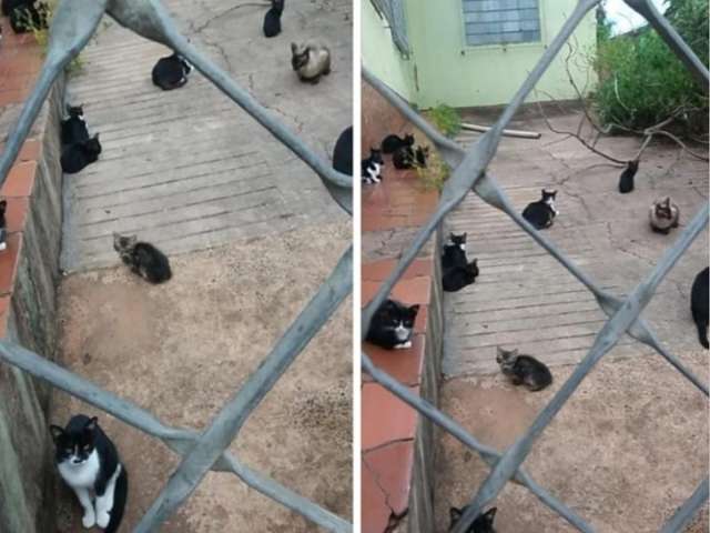 Casa abandonada e lotada de gatos vira problema para moradores do S&atilde;o Francisco