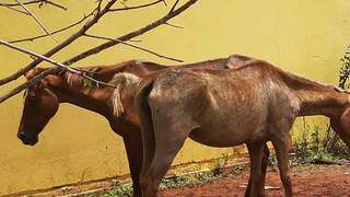 Animais estavam presos em terreno, sem alimento e machucados. (Foto: Divulgação/PMA)