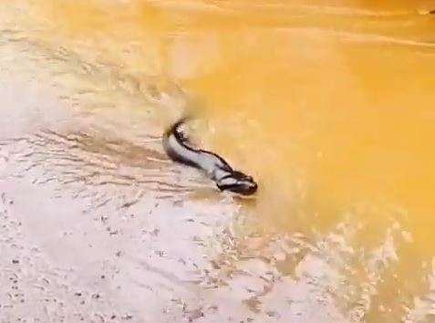 Sucuri nada em avenida ap&oacute;s temporal alagar ruas e transbordar rio  