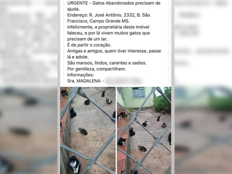 Casa abandonada e lotada de gatos vira problema para moradores do