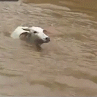 Imagens flagram vaca que caiu em rio após tempestade