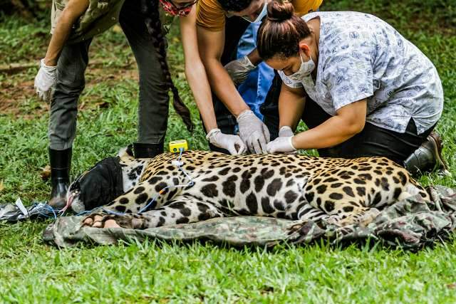 Com 42 kg a mais, on&ccedil;a resgatada do fogo recebe GPS para voltar para casa