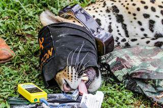 Colar com GPS foi instalado no animal para monitoramento. (Foto: Silas Lima)
