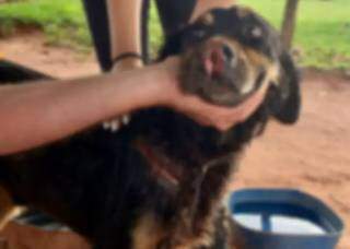 Incomodado com latido, homem corta boca de cachorro com fac&atilde;o 