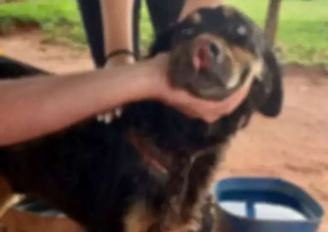Incomodado com latido, homem corta boca de cachorro com fac&atilde;o 