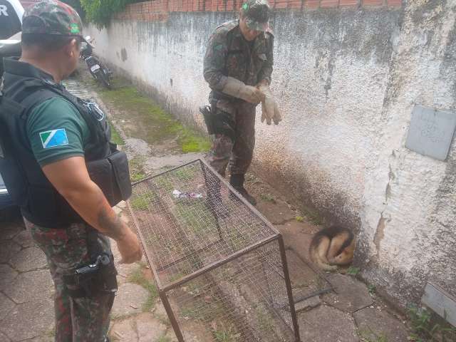 Tamandu&aacute;-mirim &eacute; resgatado com sangramentos na boca e nariz