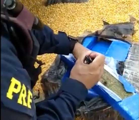 Carreta com 2 toneladas de maconha em MS &eacute; apreendida no Paran&aacute;
