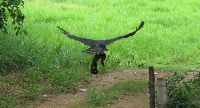 Maior &aacute;guia do pa&iacute;s &eacute; vista ca&ccedil;ando macaco em fazenda de MS