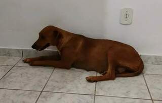 Cadela foi levada à uma clínica veterinária (Foto: Divulgação/PMA)