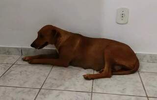 Pol&iacute;cia multa dupla em R$ 3 mil ap&oacute;s flagrar abandono de cadela em estrada 