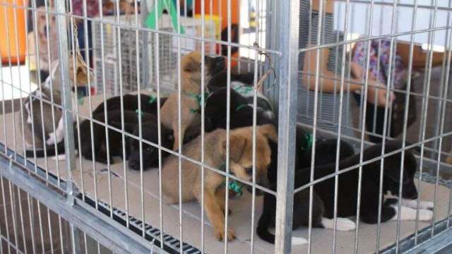 CCZ tem 35 c&atilde;es e gatos em feira de ado&ccedil;&atilde;o neste s&aacute;bado
