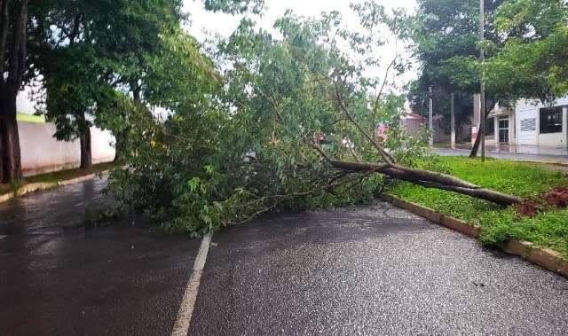Com ventos de 81 Km/h, chuva teve granizo, mais de 200 raios e derrubou &aacute;rvores
