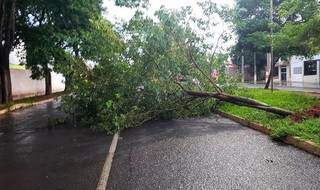 Árvore caiu e interditou uma das pistas da Avenida Aureliano Moura Brandão. (Foto: Repórter Ribas) 