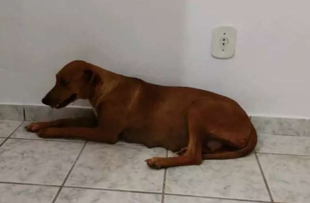 Pol&iacute;cia multa dupla em R$ 3 mil ap&oacute;s flagrar abandono de cadela em estrada 
