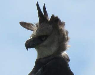Maior ave do país foi flagrada em Bodoquena. (Foto: Cristiano Godinho)