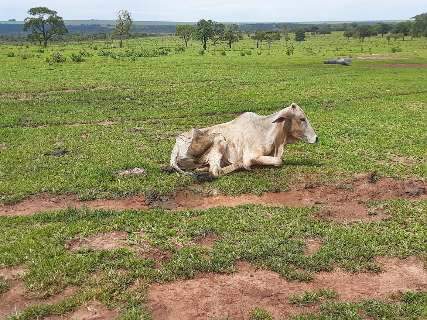 Fazendeiro é multado em R$ 8 mil por deixar 14 bovinos morrerem de fome