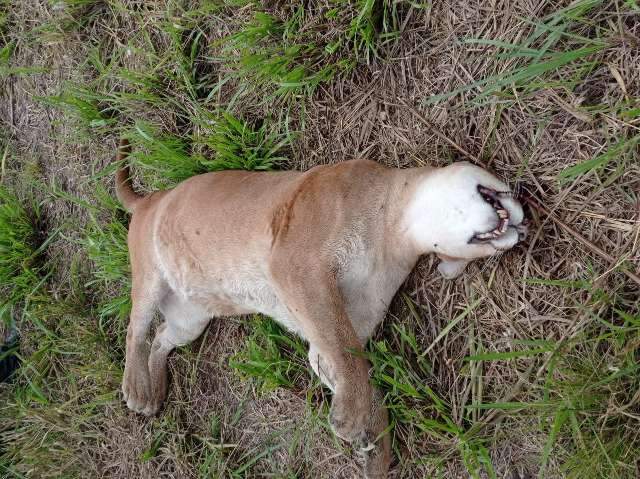 Em menos de 20 dias, mais uma on&ccedil;a-parda &eacute; encontrada morta em rodovia de MS