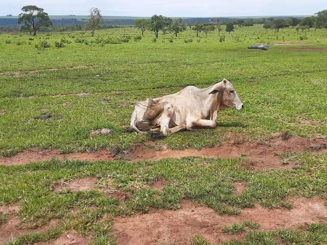 Fazendeiro &eacute; multado em R$ 8 mil por deixar 14 bovinos morrerem de fome