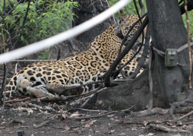 Recuperada, on&ccedil;a-pintada solta no Pantanal j&aacute; atravessou o Rio Paraguai a nado