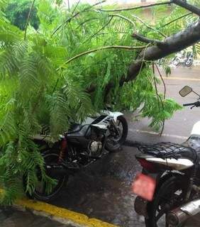 Com ventos de 61 Km/h, temporal volta a derrubar &aacute;rvores e alagar casas