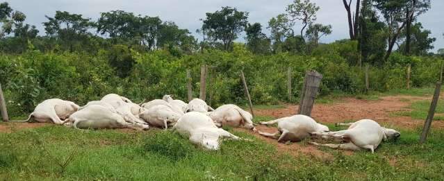 Gado morre eletrocutado durante temporal em Ribas do Rio Pardo