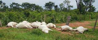 Os 17 animais mortos estavam próximos à cerca, onde costumam ficar em momentos de chuva. (Foto: Rio Pardo News)