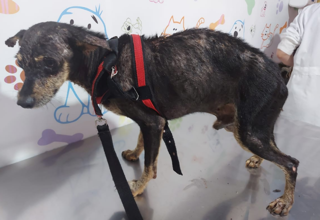 Homem &eacute; multado e preso por deixar cachorro com sarnas, carrapatos e sem comida 