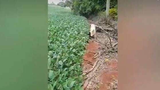 V&iacute;deo mostra porcos gritando em meio &agrave;s chamas de caminh&atilde;o que tombou em rodovia
