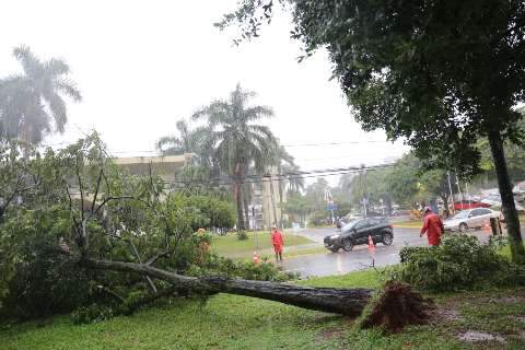 Árvore de mais de 10 metros cai na Afonso Pena e dificulta passagem de veículos