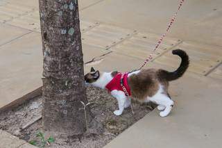 Durante o passeio, o gatinho para e cheira o tronco de uma árvore. (Foto: Paulo Francis)