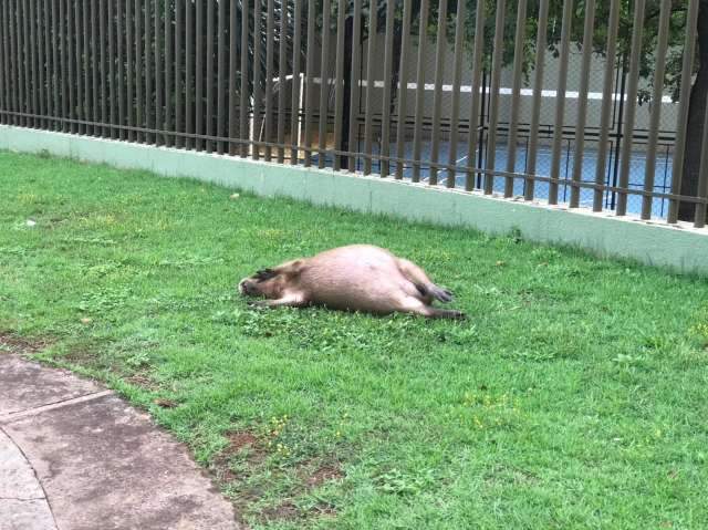 Capivara &eacute; encontrada morta ap&oacute;s ser atropelada na Avenida Afonso Pena 