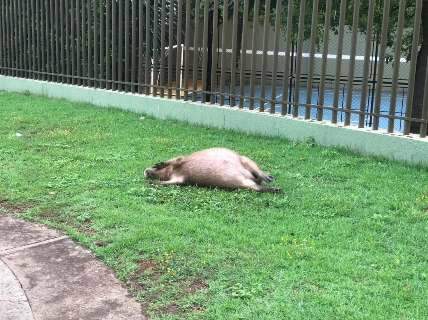 Capivara é encontrada morta após ser atropelada na Avenida Afonso Pena 