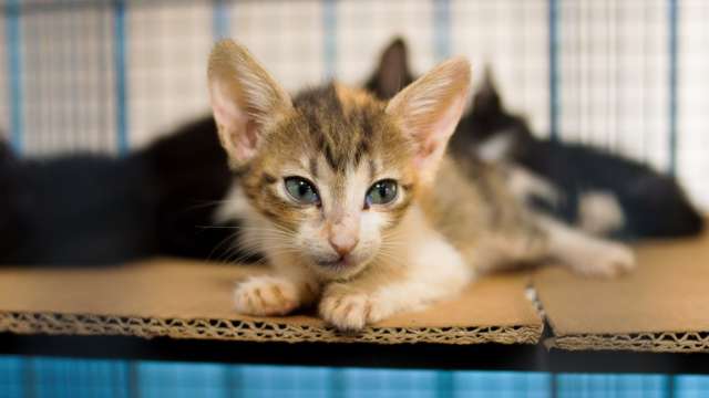 Pesquisa inicia coleta de amostras para investigar covid em animais