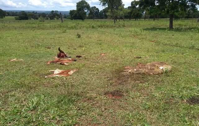 Ladr&otilde;es matam vacas e abandonam s&oacute; carca&ccedil;a em fazenda