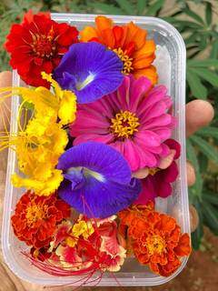 Exemplos de flores comestíveis que Bruno mesmo produz (Foto: Arquivo Pessoal)